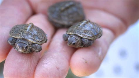 Baby Turtles Are The Cutest Thing Ever X Post Rturtlefacts Baby