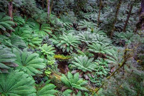 Lush Green Fern Trees In A Temperate Rainforest Stock Photo Image Of