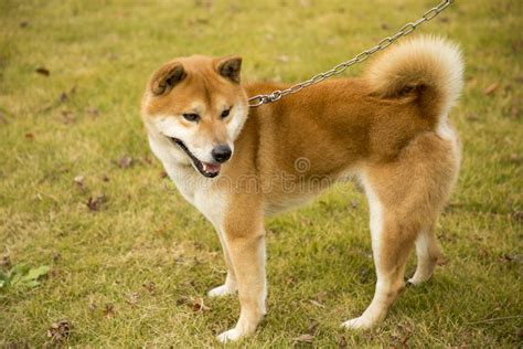 Akita Dog Stock Image Image Of Face Cable Portrait 105213339