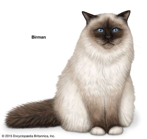 Longhair Cat Breeds Britannica