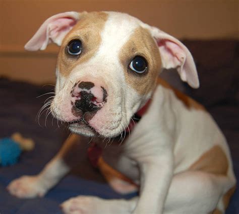 Free Download Pitbull Terrier Wallpaper Cute Pitbull Puppy 500x449