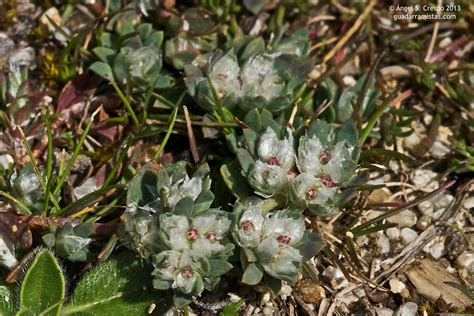 The infection can be caused by a bacteria, fungi, or yeast. Paronychia argentea - guadarramistas