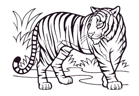 Los Mejores Dibujos De Tigres Para Colorear