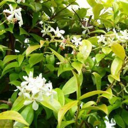 Trachelospermum Jasminoides Star Jasmine Climber Evergreen Climbers