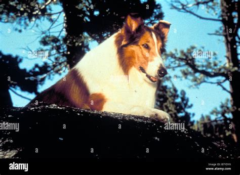 Lassie Dog Hi Res Stock Photography And Images Alamy