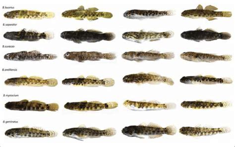 Digital Images Of Freshly Collected Western Atlantic Bathygobius