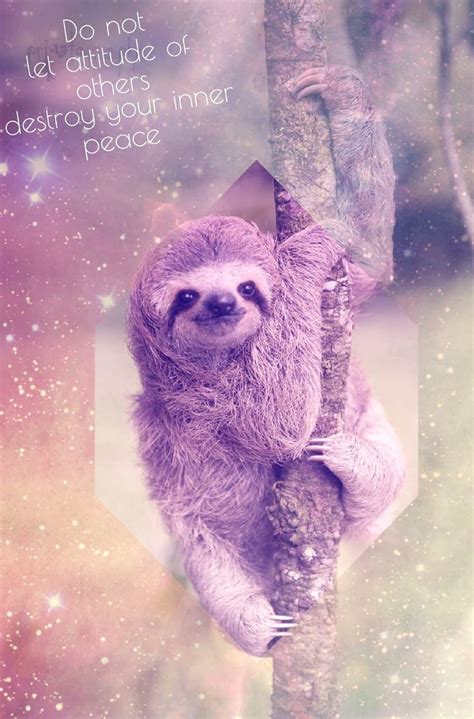 Cute Baby Sloth Baby Sloths Hd Phone Wallpaper Pxfuel