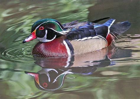 Fun Wood Duck Facts For Kids Kidadl
