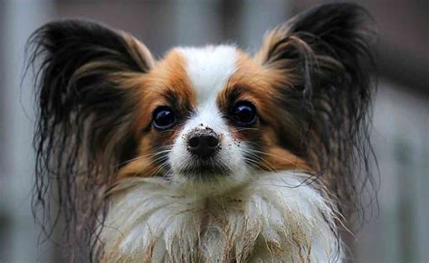 Papillon Dog Breed All About This Cute Small Dog Small Fluffy Dog
