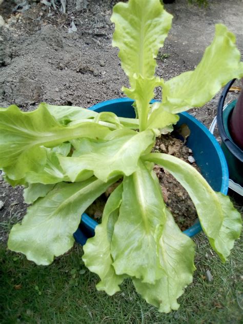 Setelah benih sudah cukup umur maka bisa dipindahkan ke media tanam lain seperti pot dan sebagainya. Jom Tanam Sayur ( JTS ) : Tuaian Salad Tanam SendiriJom ...