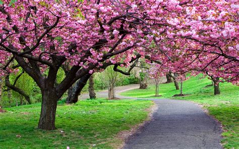 Beautiful scenery green grass field colorful flowers plants green trees branches garden hd. Beautiful Nature Wallpaper | PixelsTalk.Net