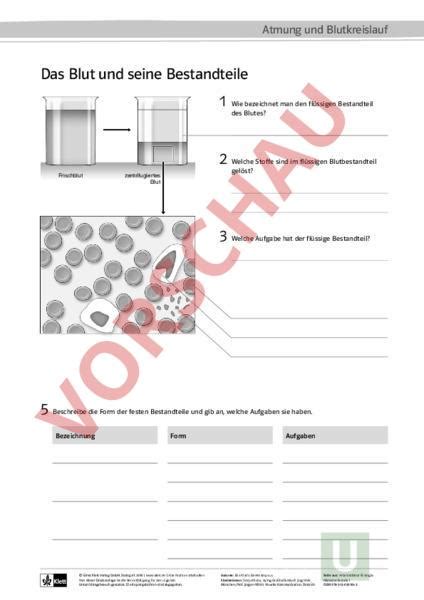 Ernst Klett Verlag Der Blutkreislauf Losungen Gorseller Arama Motoru