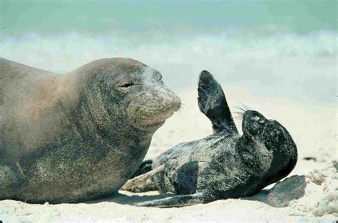 Discover Hawaiian Monk Seals