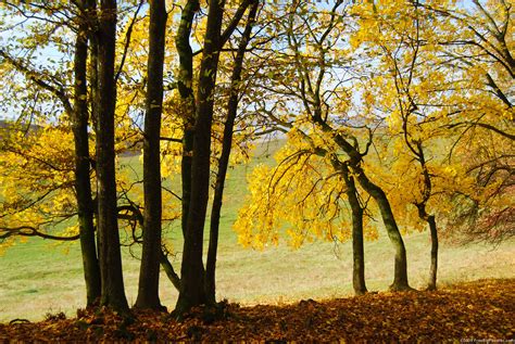 Fall Yellow Trees