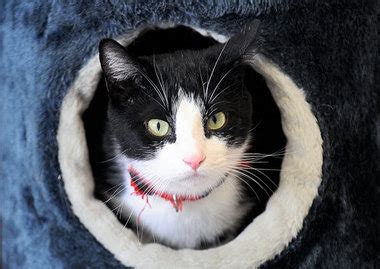 If a relocation is performed, it needs. Animal rescue groups look for solutions to feral cat ...