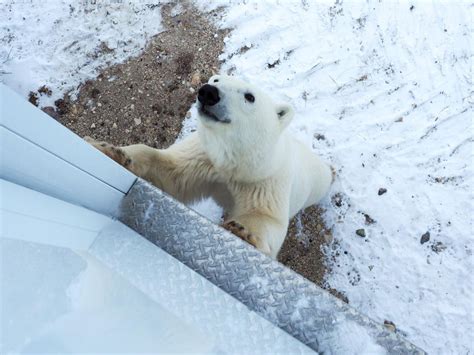 Polar Bear In Churchill Churchill Polar Bears Saskatoon White Bear