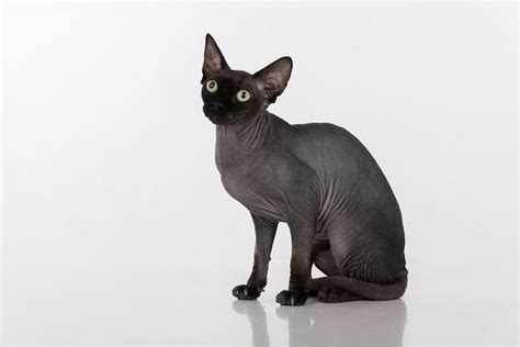 I own three sphynx cats and am a huge fan of the breed. Sphynx Cat Breed: Size, Appearance & Personality