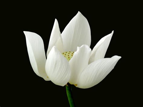 Your vacation starts now on @hbomax. Buddhist eLibrary :: - White Lotus 10