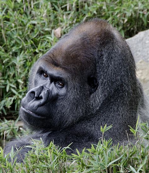 Silverback Gorilla Photograph By Brendan Reals