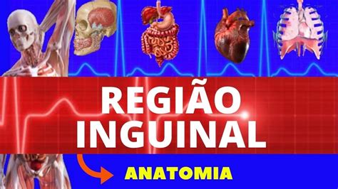 Regiao Inguinal Do Corpo Humano