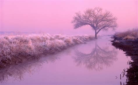 pink nature - Google Search | Pink nature, Pink trees, Nature wallpaper