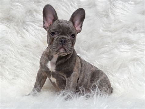 He's been called the clown in the cloak of a philosopher, and this the short coat of the french bulldog only requires an occasional brushing. Blue French Bulldog Puppies for Sale - Breeding Blue ...