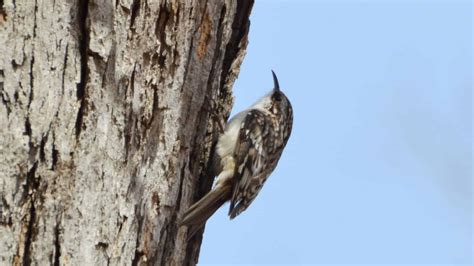 Brown Creeper Indiana Audubon