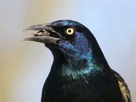 We did not find results for: Feb 26th 2010 Birds Eye View | Indiana Ivy Nature ...