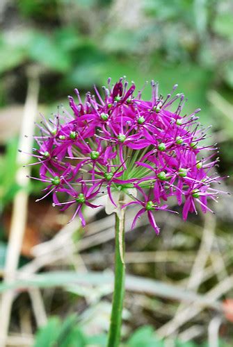 Allium Wallichii Dsa0308 David Scherberich Flickr