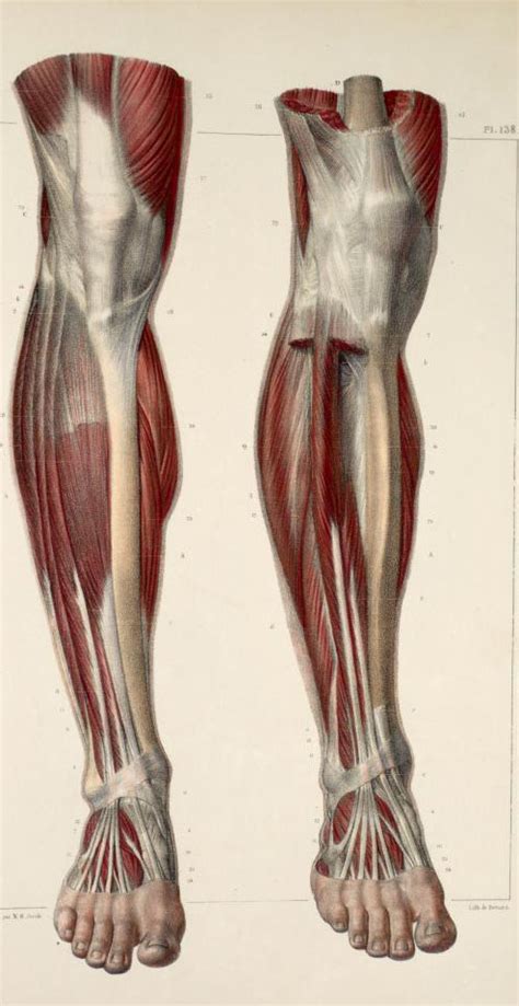 The tendon blends with the calcaneal tendon. Muscles+and+tendons+of+the+lower+leg+and+foot.jpg (494×958) | Anatomy images, Anatomy art ...
