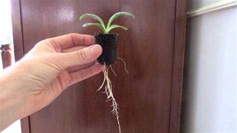 Seed Starting 5 Transplanting Seedlings Youtube