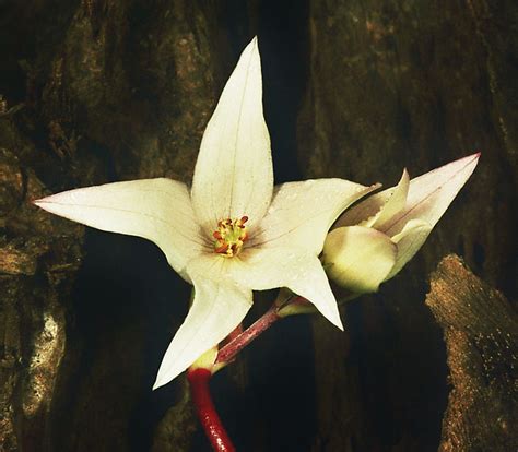 Mawar liar terdiri dari 100 spesies lebih, kebanyakan tumbuh di belahan bumi utara yang berudara sejuk. Info Hewan Tumbuhan Prasejarah: Kantong Rawa, si pemakan ...