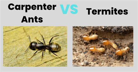 Carpenter Ants Vs Termites Whats The Difference