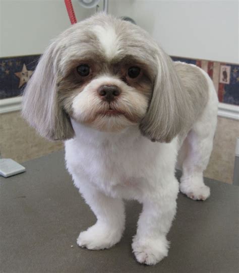 Which shih tzu haircut you want for your dog will rest largely on preference. Shih Tzu - Cut & Style Possibilities | Pawpular Stuff ...