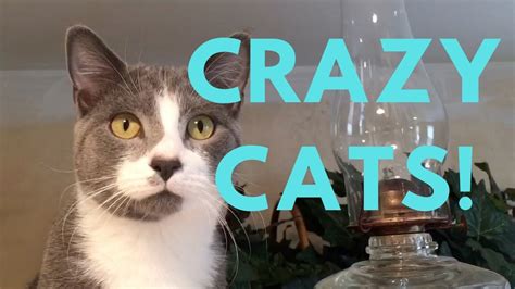 A trio of le'noirs will appear too, each a trunk's length apart from eachother. FUNNY CATS PLAYING TOGETHER ON CAT TOWER | Play Fighting ...