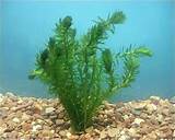Pictures of Aquatic Plant Elodea