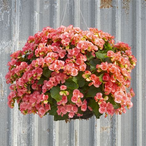 Pin On Outdoor Hanging Basket Ideas For The Porch
