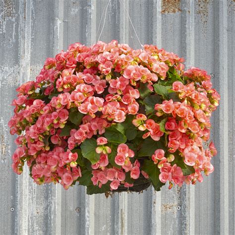 Oct 01, 2021 · impatiens flowers have long been one of the dominant bedding plants in north america, especially for shaded areas. Pin on Outdoor Hanging Basket Ideas for the Porch