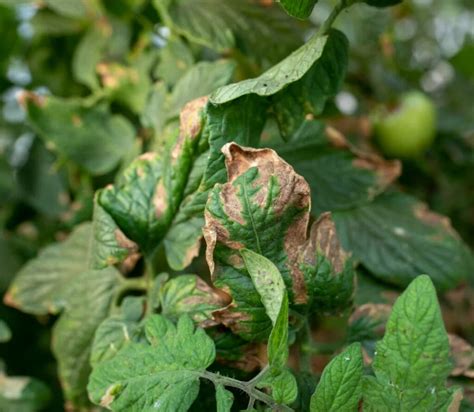 Why Tomato Leaves Turning Brown Organic Treatments Tomato Hq