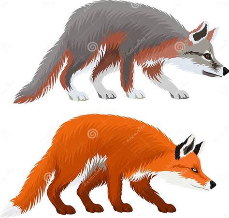 Vector Grey Fox Urocyon Cinereoargenteus And Red Fox Vulpes Vulpes