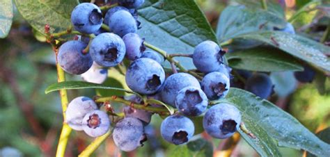 Dan moet je eerst weten welke planten je moet kopen. Blauwe bessen - Schramas.com | Planten direct van de ...