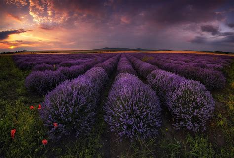 Lavender Hd Wallpaper Background Image 2048x1391 Id771818