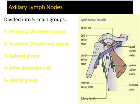 Axillary Lymph Nodes Diagram