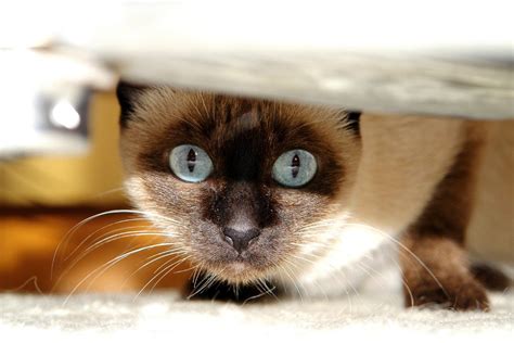 Why Are Siamese Cats So Popular Flipboard