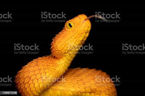 Closeup Of A Venomous Bush Viper Snake With Forked Tongue Stock Photo