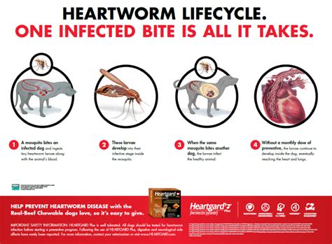 National Heartworm Awareness Month Advanced Animal Medical