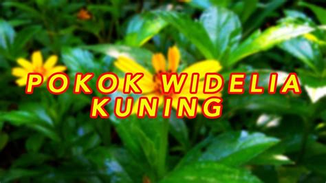 As is kuning in english? POKOK WIDELIA KUNING (EPISOD 71) - UBAT BAIK UNTUK DEMAM ...