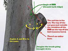 The branches and leaves that…. Pruning - Wikipedia