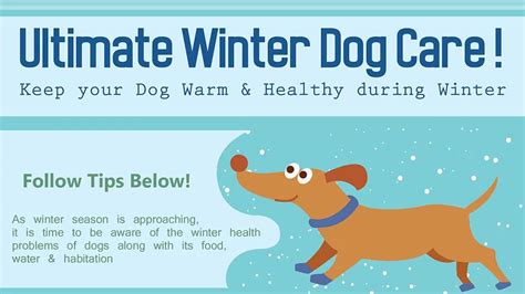 A Guide To Keeping Your Dog Safe During Winters Infographic