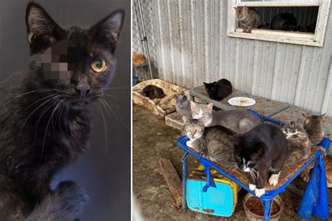 Shocking Animal Abuse Almost 200 Cats Kept In Catastrophic Living